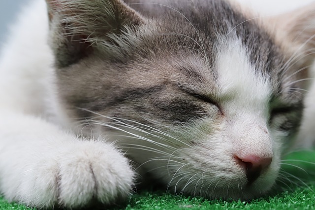 貓咪產后護理要注意啥？新手必知！